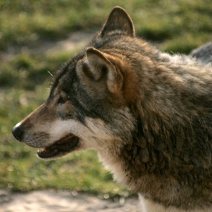 Luf