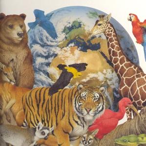 Animals en general / survistas