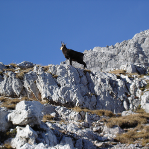 Mammals cun unglas pèr