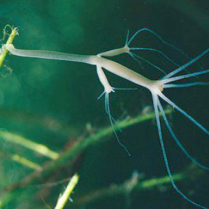 Cnidaria
