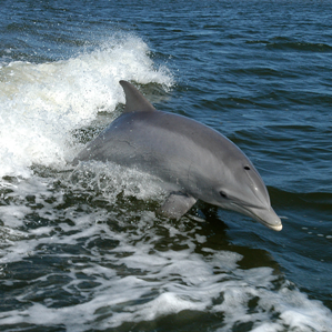 Delfins