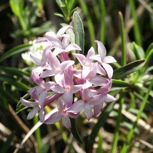 Dafnas