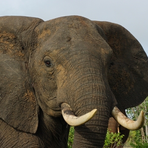 Lavuratori d'elefants