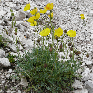 Papaver retic