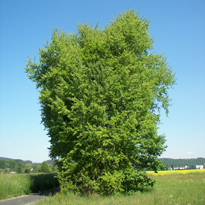 Trembel