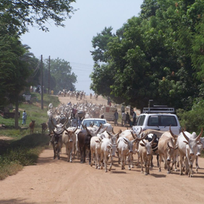 Sudan dal Sid