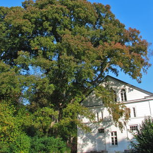 Ulm champester