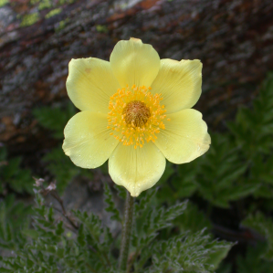 Anemona alpina