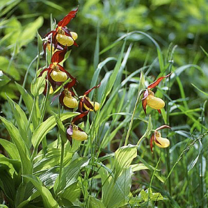 Orchideas