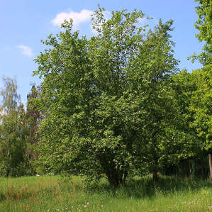 Ogn grisch