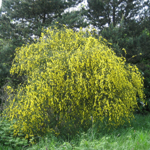 Chagliom